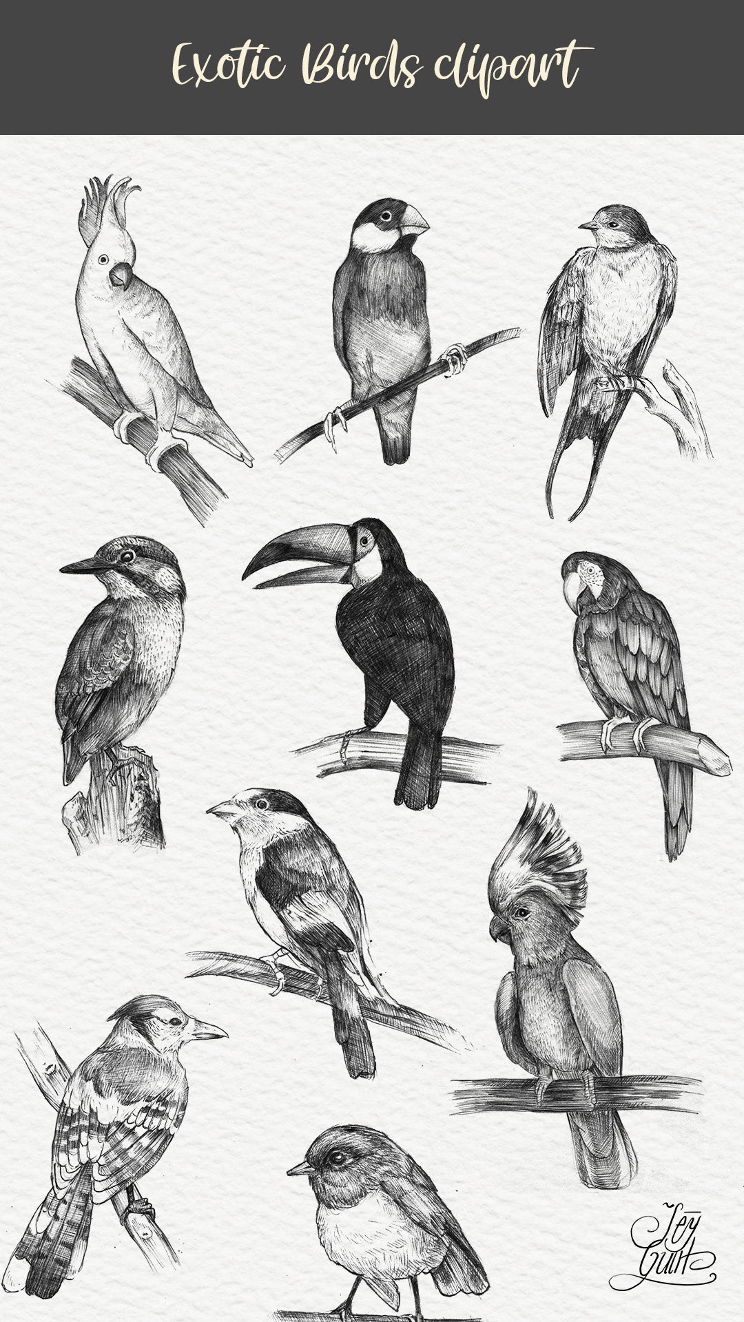 Exotic Birds Illustration, 10 PNG Hand drawn birds doodle clipart
