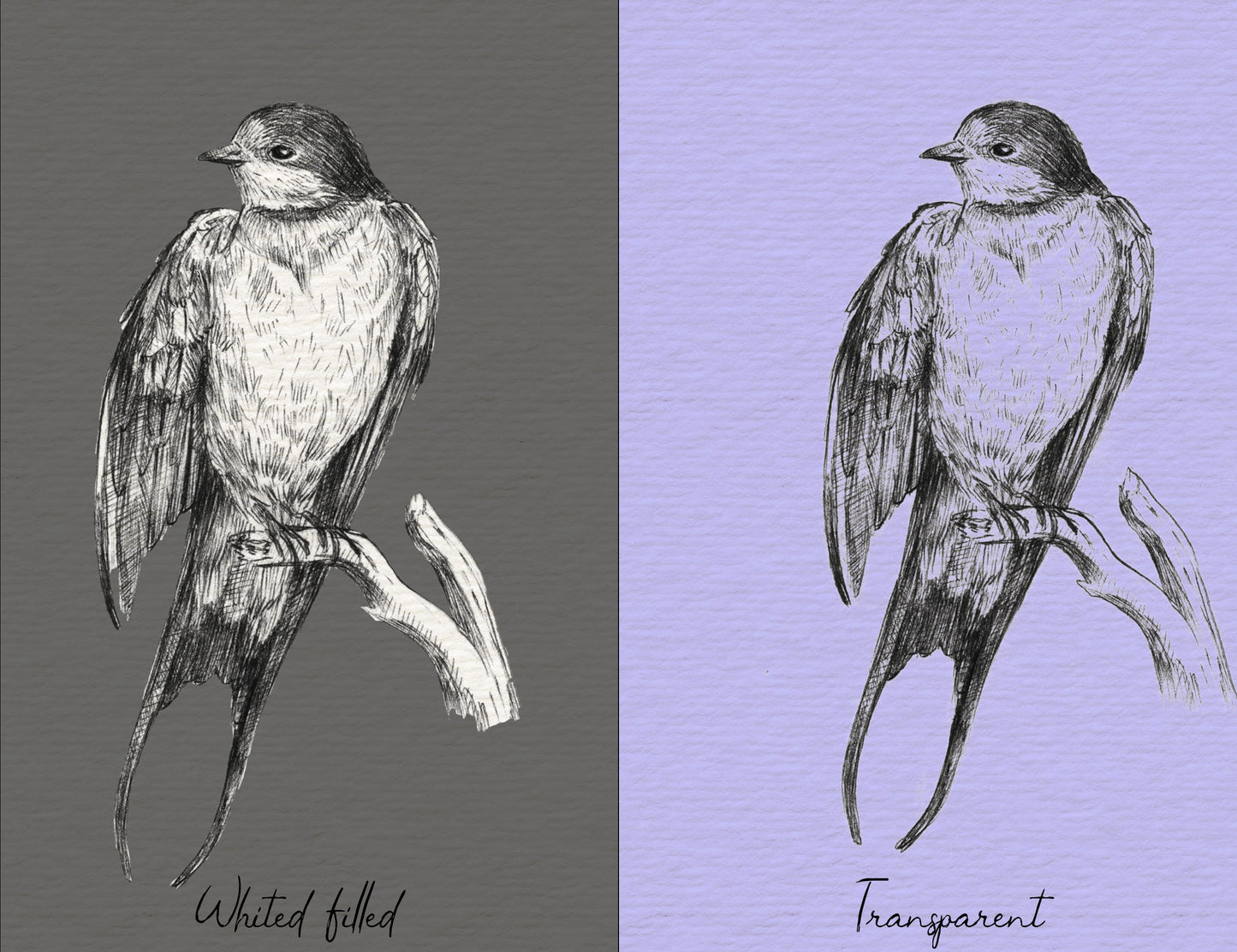 Exotic Birds Illustration, 10 PNG Hand drawn birds doodle clipart