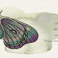 Colorful moth clipart, 13 png files, INSTANT DOWNLOAD