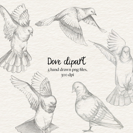 Hand drawn dove clipart