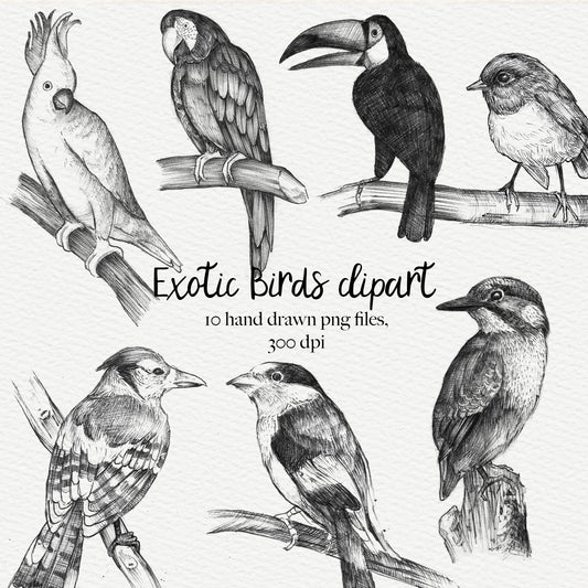 Exotic Birds Illustration, 10 PNG Hand drawn birds doodle clipart