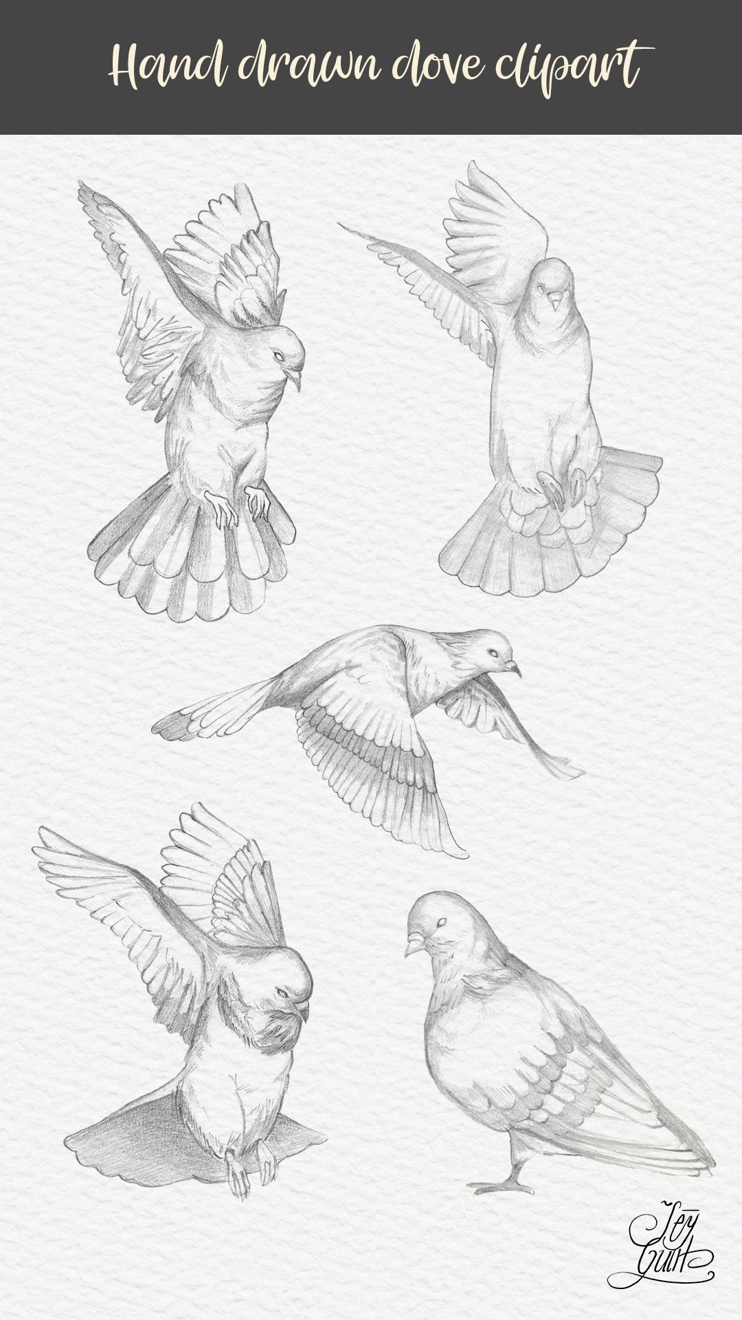 Hand drawn dove clipart