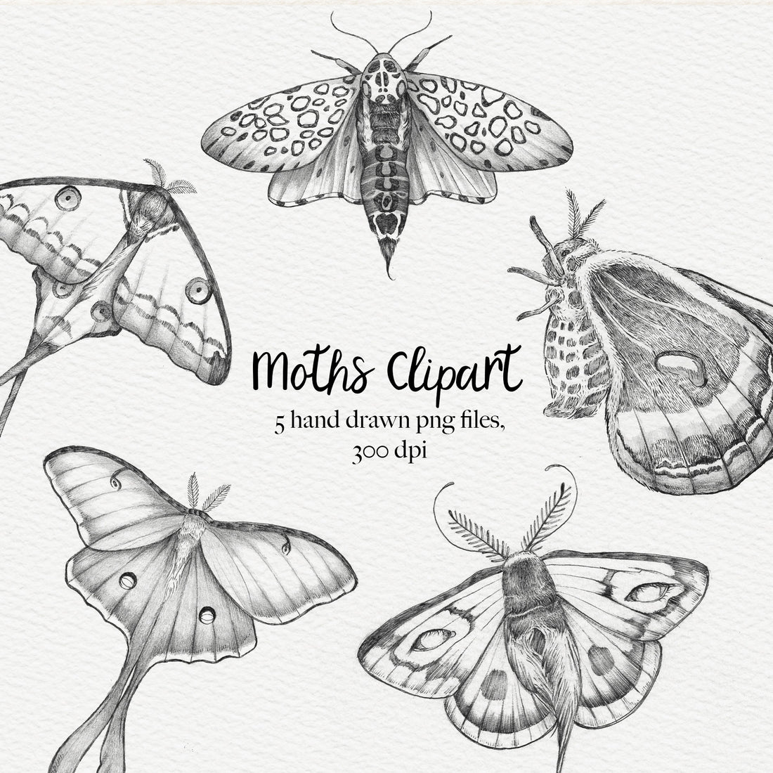 Pencil drawing moth clipart – Ley Guth