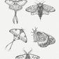 Pencil drawing moth clipart