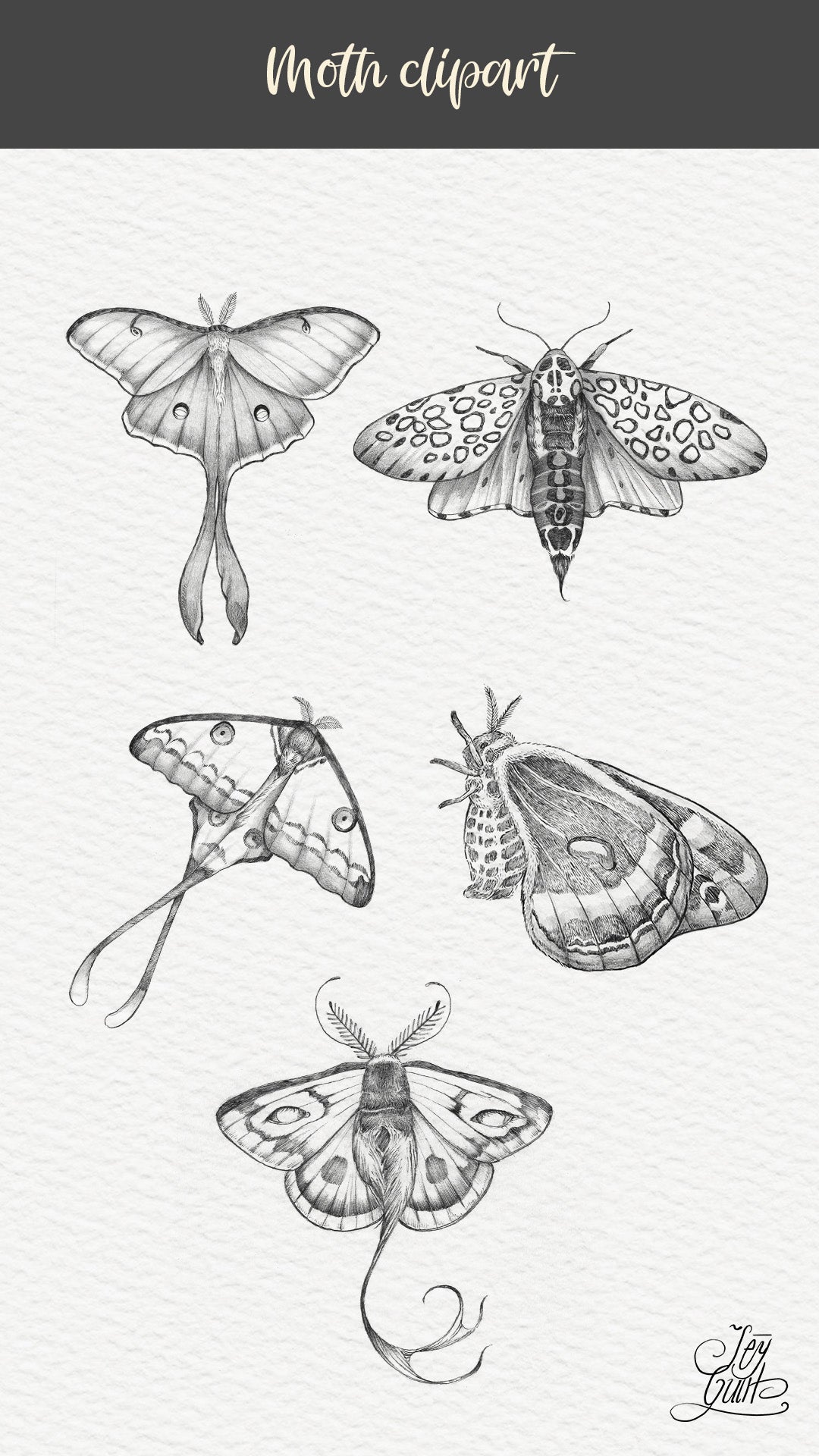 Pencil drawing moth clipart