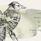 Exotic Birds Illustration, 10 PNG Hand drawn birds doodle clipart