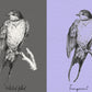 Exotic Birds Illustration, 10 PNG Hand drawn birds doodle clipart