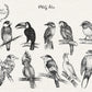 Exotic Birds Illustration, 10 PNG Hand drawn birds doodle clipart